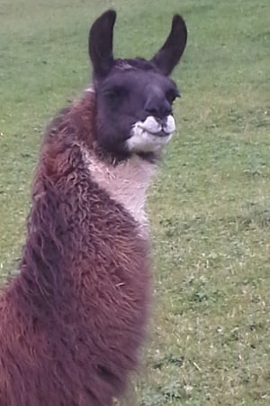 Unsere Lamas
