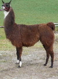Unsere Lamas