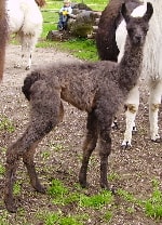 Unsere Lamas