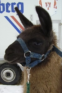 Unsere Lamas