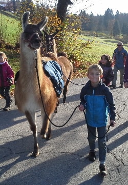 Unsere Lamas