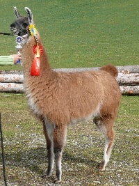 Unsere Lamas