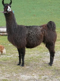 Unsere Lamas