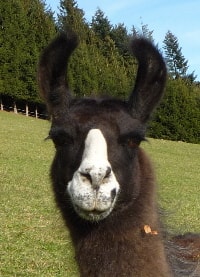 Unsere Lamas