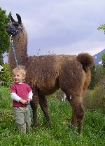 Unsere Lamas