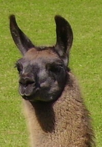 Unsere Lamas