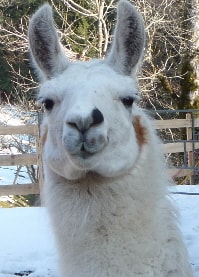 Unsere Lamas