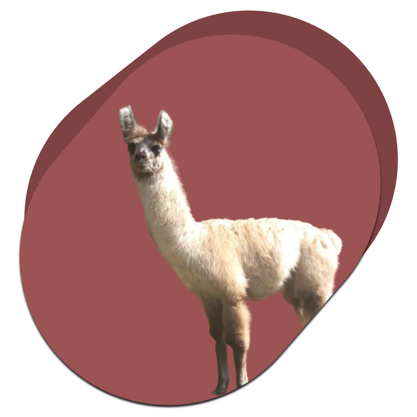Lama 1