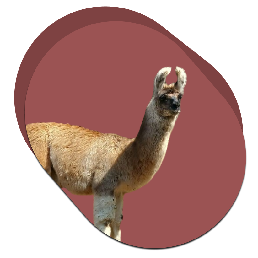 Lama 2